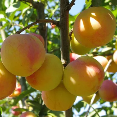 Слива ВЕТРАЗЬ-2 в Кирове