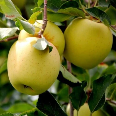 Яблоня ГОЛДЕН ВЛАДИМИРСКИЙ в Кирове