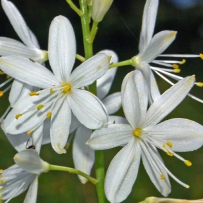 Венечник ветвистый в Кирове