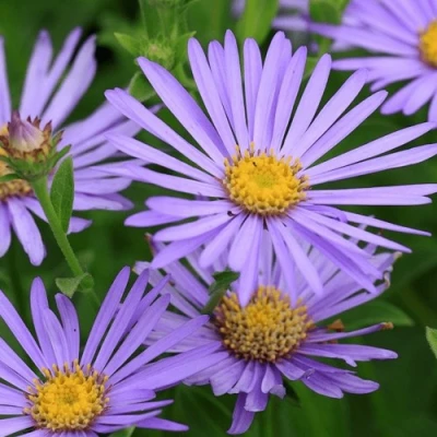 Астра ЛЕДИ ИН БЛЮ в Кирове