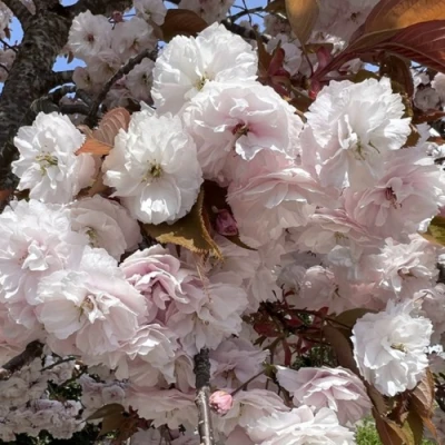 Сакура ШИРОФУГЕН в Кирове