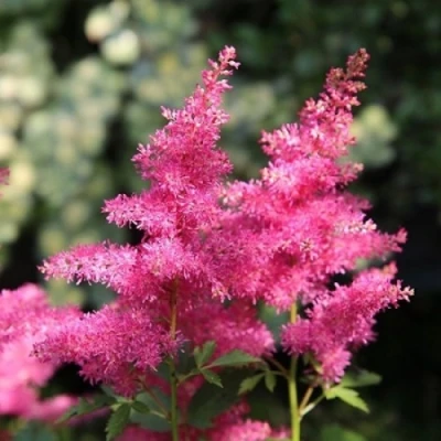 Астильба САННИ ДЕЙ гибридная в Кирове