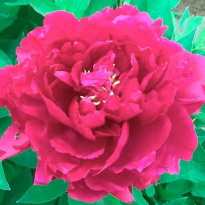 Пион ОСТРОВНОЙ МИНИСТР древовидный в Кирове