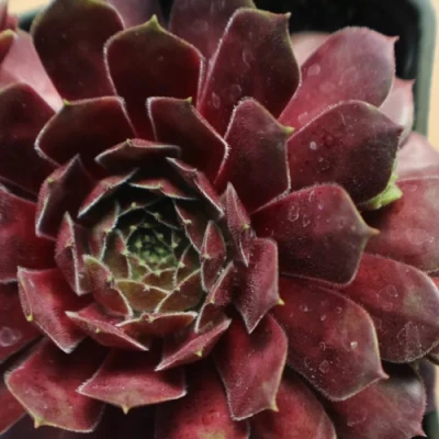 Молодило БЛЭК МОУНТЭЙН в Кирове