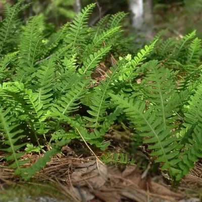 Многоножка обыкновенная в Кирове