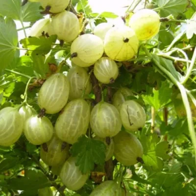 Крыжовник ИНВИКТА в Кирове