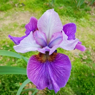 Ирис ЛАЙТ ОВ ХАРТ сибирский в Кирове