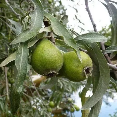 Груша ИВОЛИСТНАЯ в Кирове