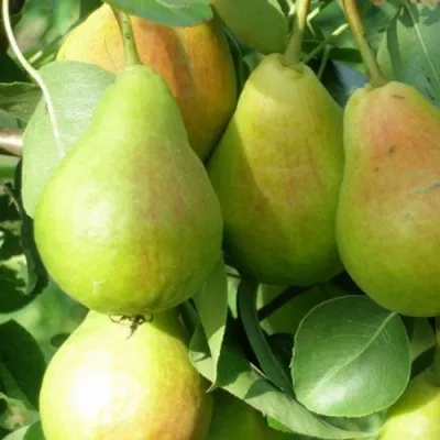 Груша ЛИРА в Кирове