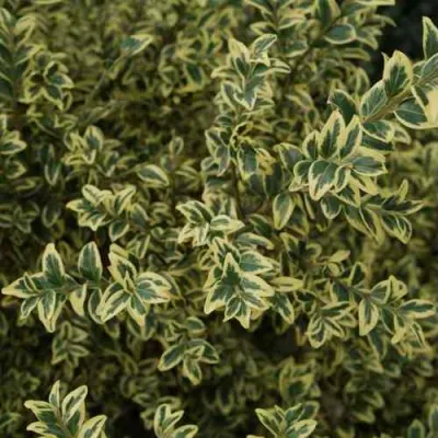 Самшит АУРЕАВАРИЕГАТА в Кирове