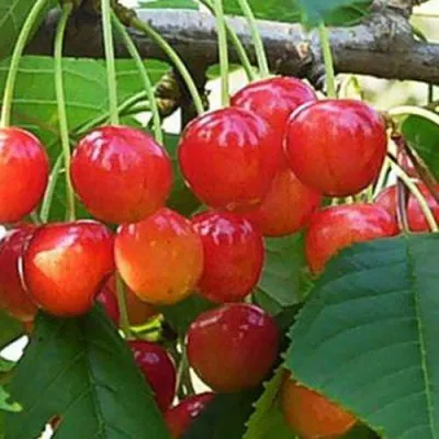 Черешня ДОНЧАНКА в Кирове