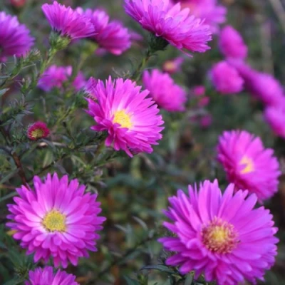 Астра КАРМИНКУППЕЛЬ в Кирове