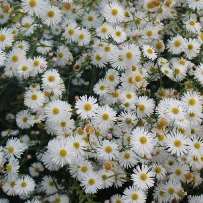 Болтония СНОУБЭНК в Кирове