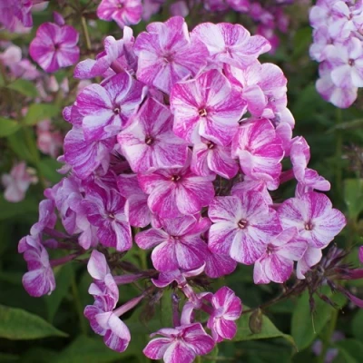 саженцы флокса