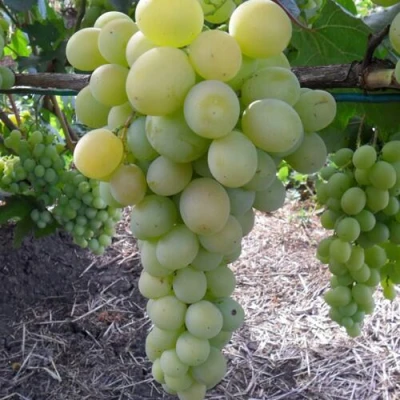 виноград Фрумоаса Албэ