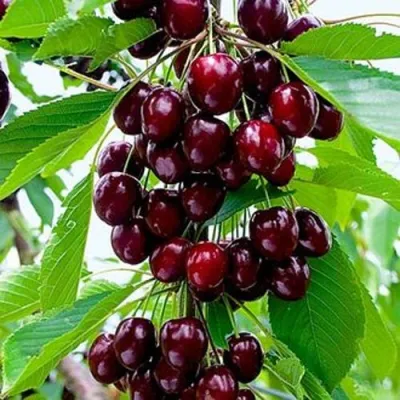 Черешня ОЛЕНЬКА в Кирове