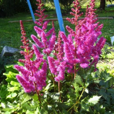 Астильба ЭЛИЗАБЕТ ВАН ВИН японская в Кирове