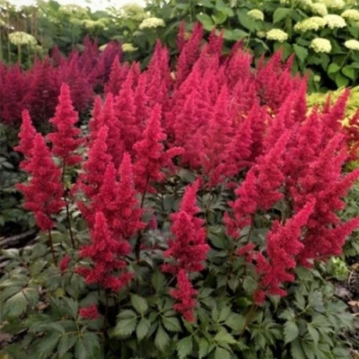 Астильба ФАНАЛ в Кирове