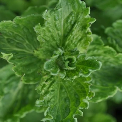 Мята КРИСПА в Кирове