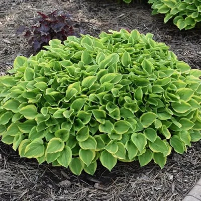 Хоста ГОЛДЕН ТИАРА в Кирове