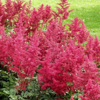 Астильба СКАЙСКРЕЙПЕР китайская в Кирове