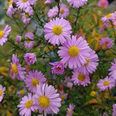 Астра СТРОУБЕРРИ ЭНД КРИМ новобельгийская в Кирове