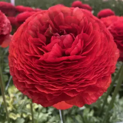 Ранункулюс ГЕТ ЛАКИ романс в Кирове