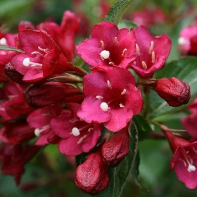 Вейгела ЕВА РАТКЕ в Кирове