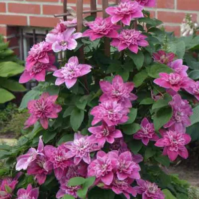 Клематис МАЙ ДАРЛИНГ  в Кирове