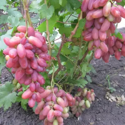 Виноград ЮЛИАН в Кирове