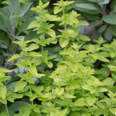 Душица ТАМБЛС ВАРИЕТИ обыкновенная в Кирове