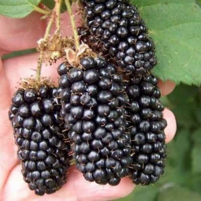 Ежевика ЛОХ НЕСС бесшипная в Кирове