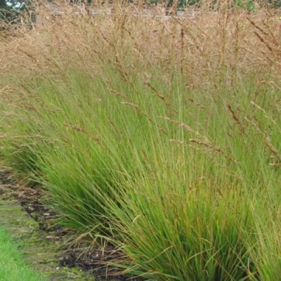 Молиния ПОЛ ПЕТЕРСОН голубая в Кирове