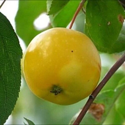 Яблоня КИТАЙКА ЖЁЛТАЯ колонновидная в Кирове