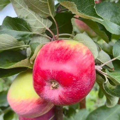 Яблоня АРБАТ колонновидная в Кирове