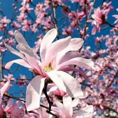 Магнолия РОЗЕЯ в Кирове