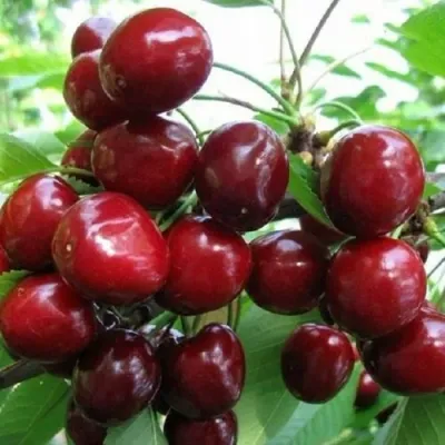 Черешня ГРОНКОВАЯ в Кирове