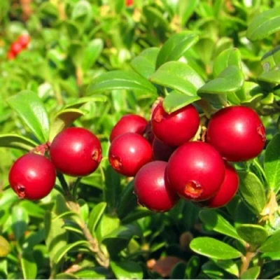 Брусника садовая РЕД ПЕРЛ в Кирове