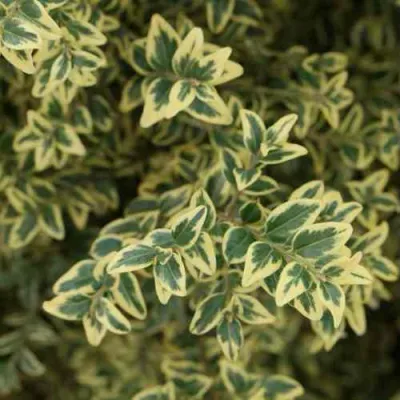 Самшит АУРЕАВАРИЕГАТА в Кирове