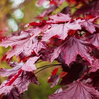 Клен РОЯЛ РЕД остролистный в Кирове