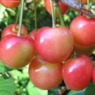 Черешня ЮЛИЯ в Кирове