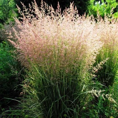 Молиния ФОНТЕЙН тростниковая в Кирове