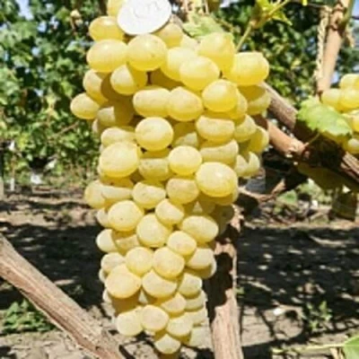 Виноград КИШМИШ ЗОЛОТЦЕ в Кирове