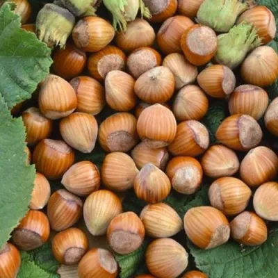 Фундук ТОНДА РОМАНА в Кирове