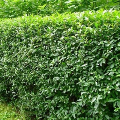 Бирючина обыкновенная в Кирове