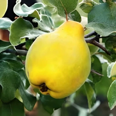 Айва МИР в Кирове