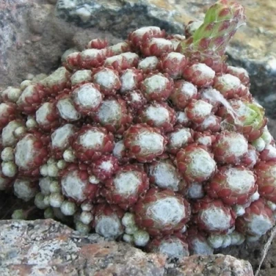 Молодило ГНАФАЛИУМ в Кирове