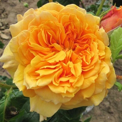 саженцы розы Леа Туту