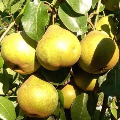 саженцы груши Платоновская