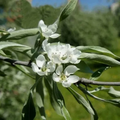 Груша ИВОЛИСТНАЯ в Кирове